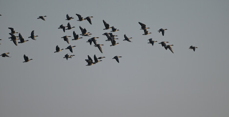 Stado gęgaw (Anser anser), dzikie gęsi lecące na niebie – dzika przyroda Polski. © Joanna