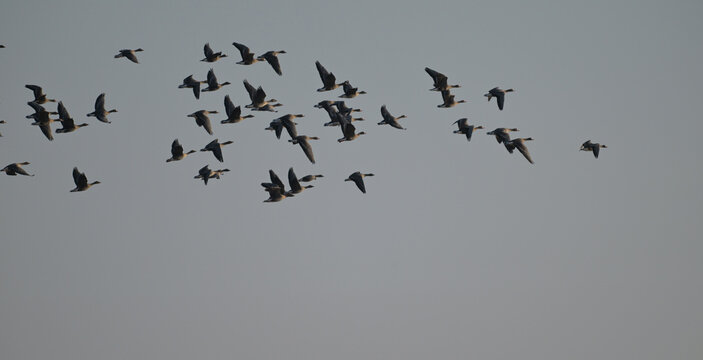 Stado gęgaw (Anser anser), dzikie gęsi lecące na niebie &ndash; dzika przyroda Polski.