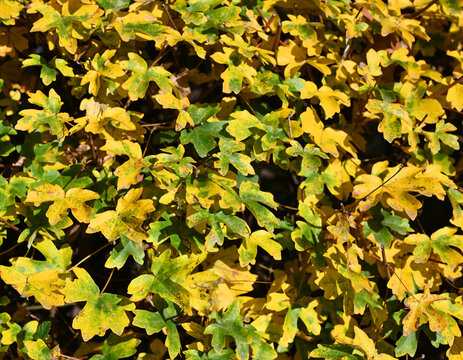 Autumnal Variegated Foliage