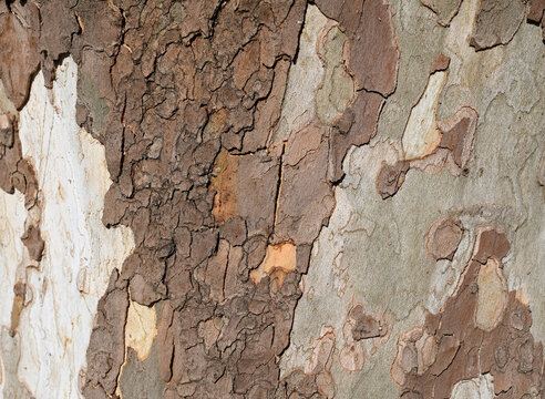 Sycamore Tree Bark with Peeling Texture