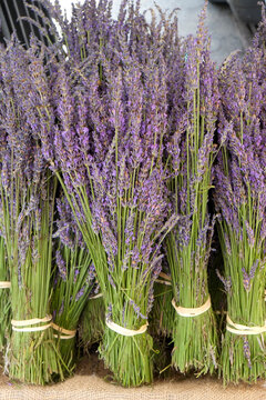 New York City, NY, USA  Bunches of fresh picked lavender bunches displayed at local farmers market stall