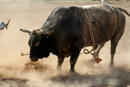 Bull kicking up dust at a rodeo