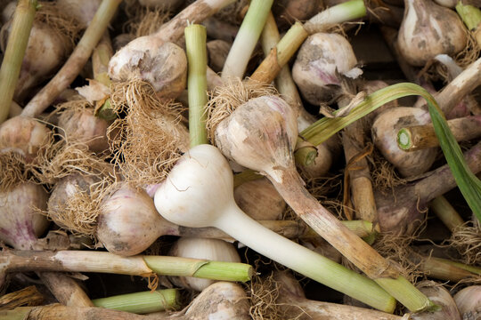 New York City, NY, USA Green market at Union Square. Fresh garlic bulbs with stems natural organic produce