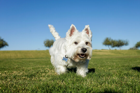 Phoenix, Arizona, USA. Happy dog in a park.running across green field playful outdoor scene