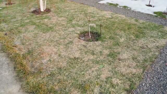 Lawn after winter with flattened dry grass. Lawn grass condition in spring