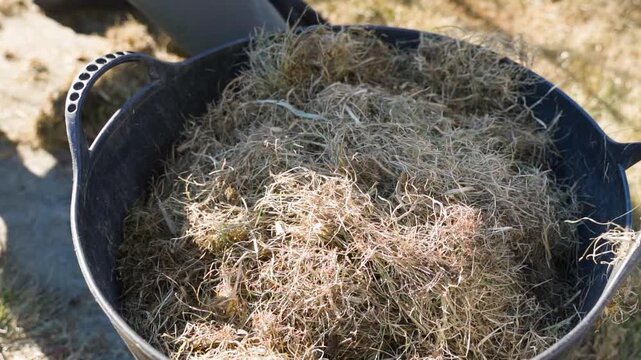 Throwing dry grass into plastic bucket after lawn maintenance. Dry dead grass