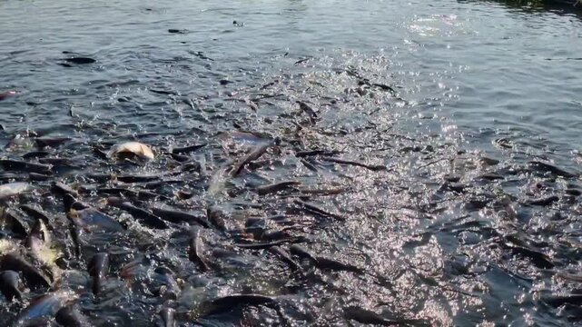 LocalThai central business. Pangasius fish are highly profitable in central Thailand. Pangasius fish are highly profitable in central Thailand. animal, work, bait, fish farm, hypophthalmus