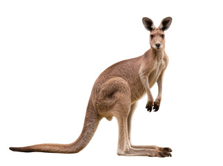 Majestic adult kangaroo standing upright, looking directly at the viewer, an iconic Australian marsupial isolated PNG on transparent background, perfect for wildlife projects