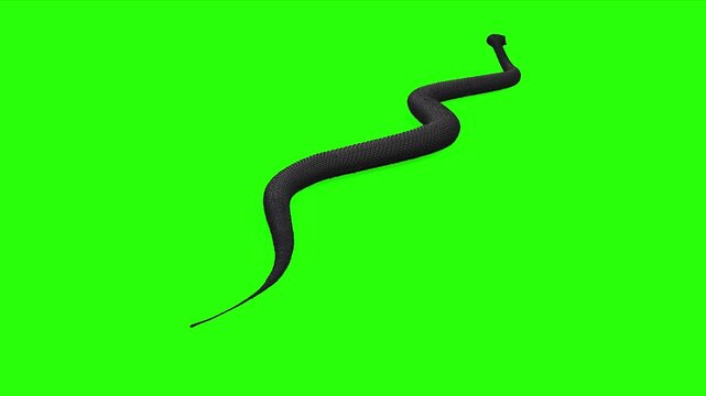 Black snake or cobra venom moving or running with green screen or chroma key video clip motion background 