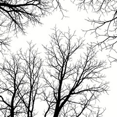 Obraz premium Silhouetted Tree Branches Against a Bright White Sky.