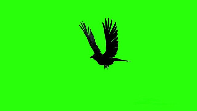 flying bird flying or crow in the sky with green screen or chroma key animation