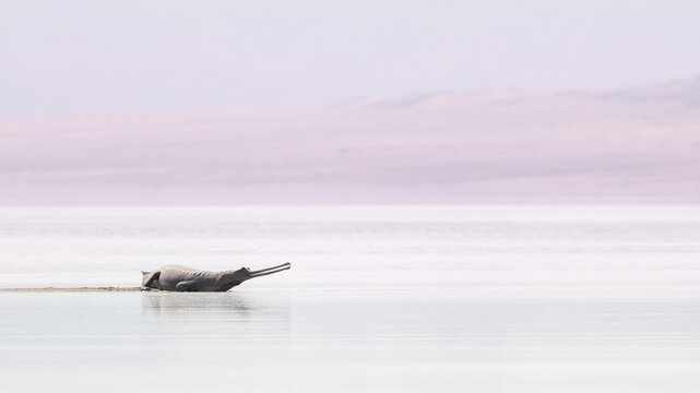 Fine Art Gharial on the Chambal River, India