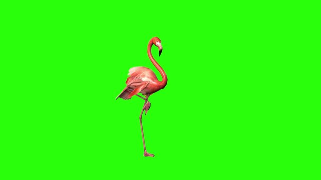 Flamingo birds walking or dancing or eating insects with green screen or chroma key video clip motion background