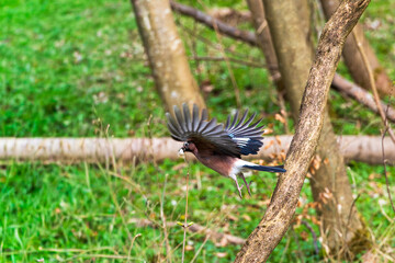 Fototapeta premium Eurasian Jay Taking Off from Branch with Wings Spread in Woodland
