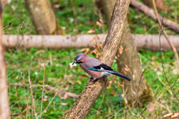Fototapeta premium Eurasian Jay Feeding and Perched on Tree Branch in Forest