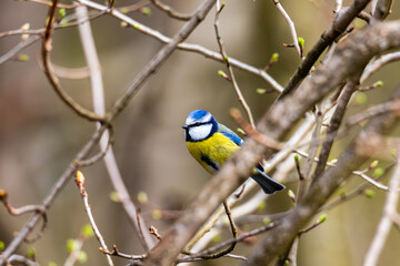 Fototapeta premium Eurasian Blue Tit Perched Among Budding Branches in Early Spring Woodland
