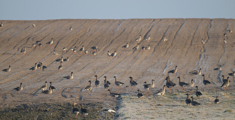 Stado gęgaw (Anser anser), dzikie gęsi siedzące, szukające jedzenia, żerujące na łące © Joanna