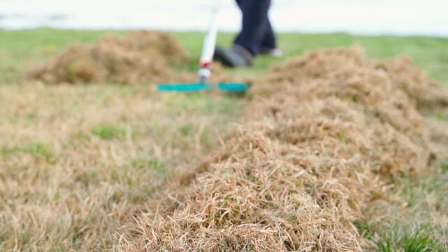 Gardener loosening lawn after winter with rake. Lawn grass care in spring