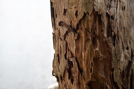 Weathered Wooden Texture with Natural Discoloration
