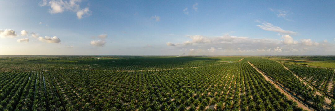 Aerial view of oil palm plantation in Kuala Penyu, Sabah, Malaysia.
