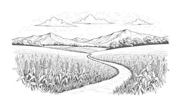 Winding dirt path through a cornfield leading to distant mountains under a cloudy sky