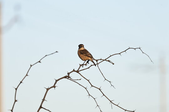 Siberian Stonechat Female
