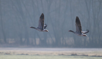 Dwie gęgawy (Anser anser), dzikie gęsi w locie nad mglistą łąką o poranku – dzika przyroda Polski. © Joanna