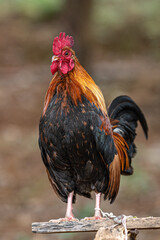 rooster in the farm © Bai