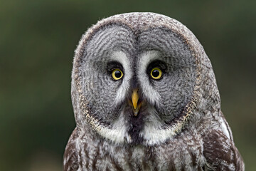 portret of a geat gray owl © fotografie4you.eu