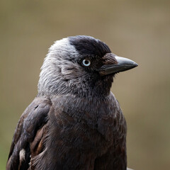 jackdaw portret © fotografie4you.eu