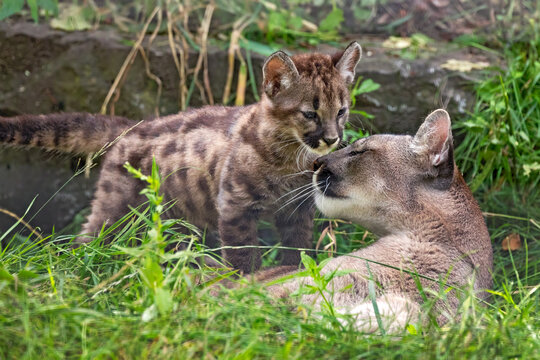 baby puma with his mother