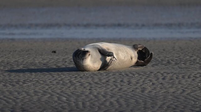 Veau marin sur un banc de sable