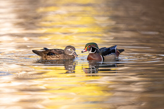 ducks in the water