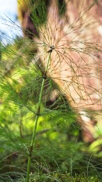 Macro shot of green horsetail plant in Norwegian forest with soft bokeh light. Concept of biodiversity, ESG sustainability and pure wild nature in slow motion aesthetic.