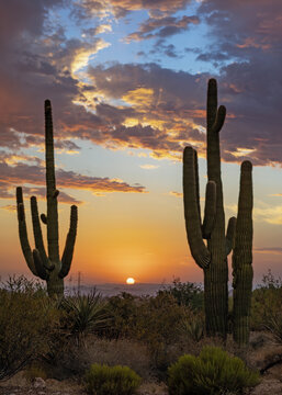 Vertical Ratio View Of Desert  Sunset Skies With Saguaro Cactus in The Foreground Near Phoenix AZ