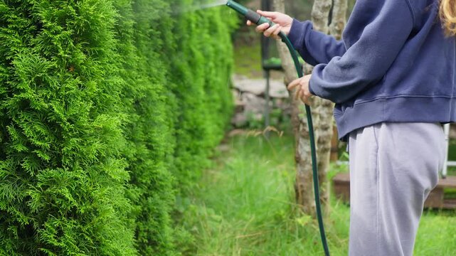 Young woman watering green thuja hedge in backyard garden. Authentic domestic lifestyle, sustainable gardening, and home maintenance concept in soft natural daylight.
