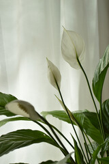 Obraz premium Delicate white peace lily flowers bloom against a soft, diffused light background
