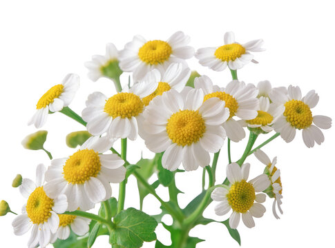 Vibrant bouquet of fresh white and yellow feverfew flowers, a beautiful natural cluster isolated PNG for herbal medicine and garden designs