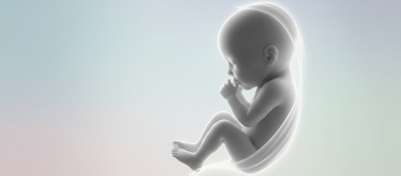 Human fetus showing early development inside the womb, representing concepts of new life, pregnancy stages, medical science, and fertility treatments like ivf