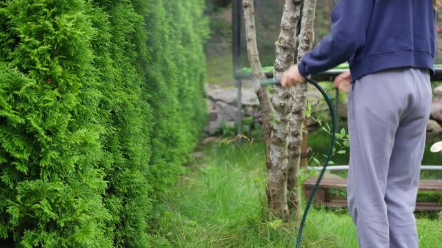 Young woman watering green thuja hedge in backyard garden. Authentic domestic lifestyle, sustainable gardening, and home maintenance concept in soft natural daylight.