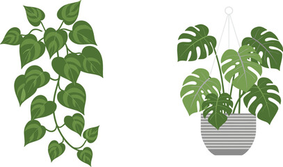 Obraz premium Flat vector illustration set of tropical indoor plants featuring a trailing pothos ivy vine and a monstera deliciosa in a hanging pot.