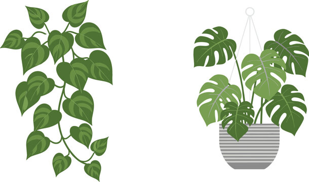 Flat vector illustration set of tropical indoor plants featuring a trailing pothos ivy vine and a monstera deliciosa in a hanging pot.