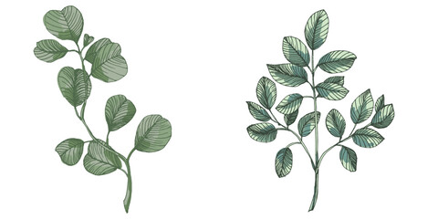Obraz premium Hand Drawn Eucalyptus Branch Illustration. Green Silver Dollar Eucalyptus Leaf Vector Isolated on White. Elegant Botanical Floral Element for Wedding Design and Home Decor