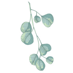 Obraz premium Hand Drawn Eucalyptus Branch Illustration. Green Silver Dollar Eucalyptus Leaf Vector Isolated on White. Elegant Botanical Floral Element for Wedding Design and Home Decor