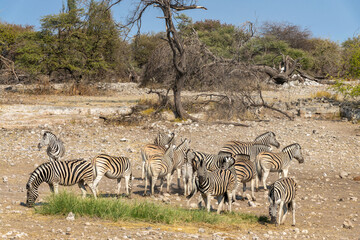 Fototapeta premium Herd of mountain zebras, wildlife safari and game drive in Namibia, Africa