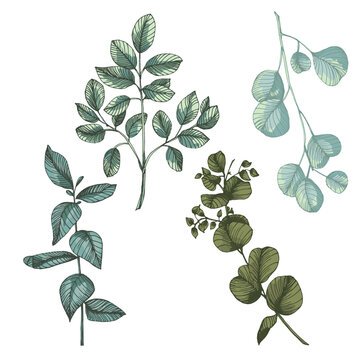 Hand Drawn Eucalyptus Branch Illustration. Green Silver Dollar Eucalyptus Leaf Vector Isolated on White. Elegant Botanical Floral Element for Wedding Design and Home Decor