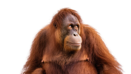 Majestic orangutan with striking reddish-brown fur, captured in a detailed studio portrait © Cressida