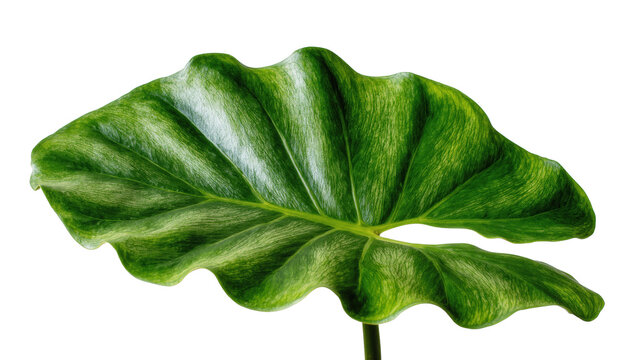 Vibrant green tropical Alocasia leaf with unique wavy texture and prominent venation