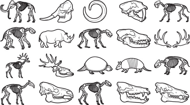 Line art of various animal skeletons, showcasing intricate skeletal structures and highlighting the diversity of life forms. A detailed representation of anatomy for educational purposes.