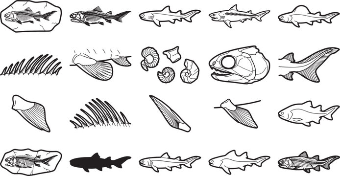 A collection of prehistoric marine fossils and skeletal outlines in detailed grayscale, capturing the essence of marine paleontology.